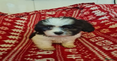 Mixed Breed dogs - Advert 8