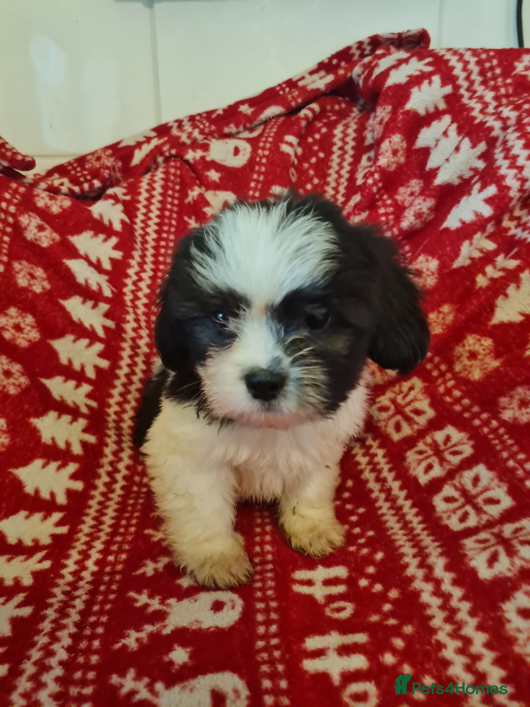 Mixed Breed dogs for sale: Tebetan terrier x shih tzu  - Image 2