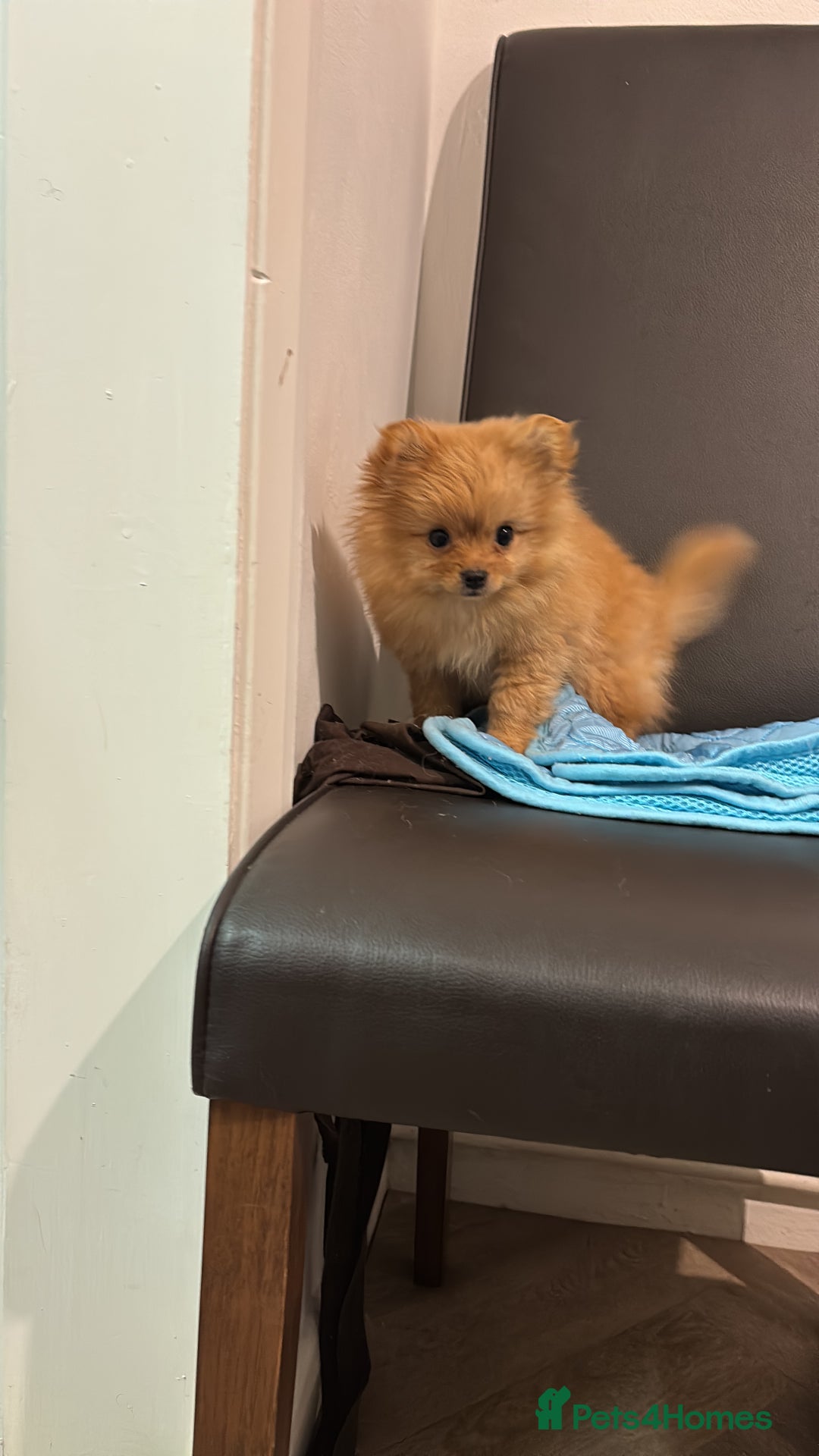 Mixed Breed dogs for sale: Pomeranian mixt with bichon - Advert 1