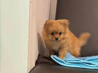 Mixed Breed dogs Pomeranian mixt with bichon - Advert 1