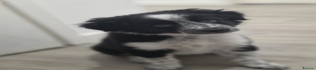 Border Collie Puppy 1