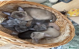 Burmese cats for sale: Burmese kittens for sale  - Image 1