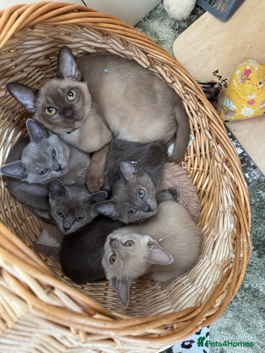 Burmese cats for sale: Burmese kittens for sale  - Image 1