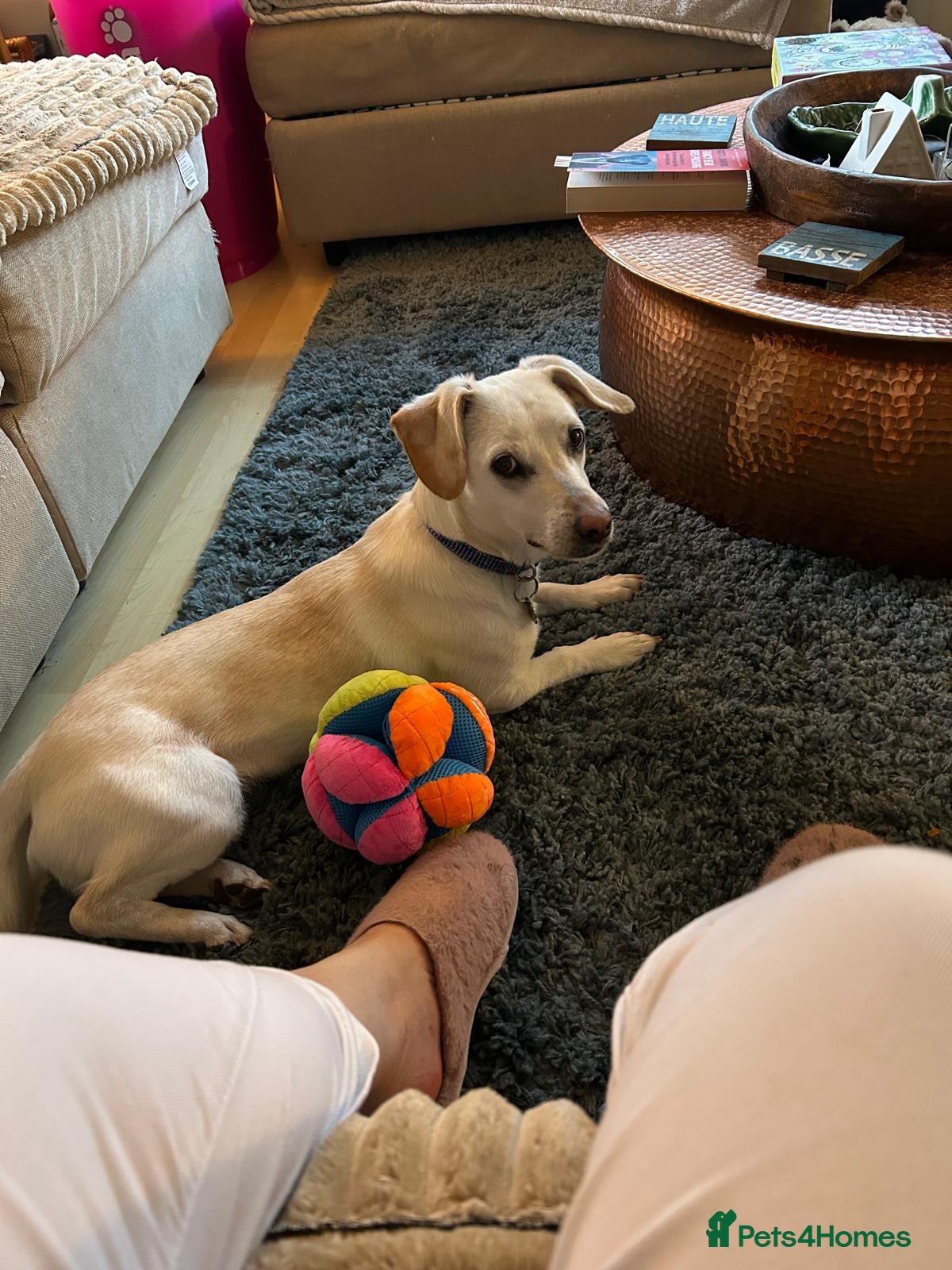 Mixed Breed dogs MINNIE - FOR FOSTER OR ADOPT - Advert 18