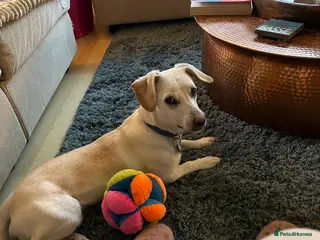 Mixed Breed dogs MINNIE - FOR FOSTER OR ADOPT - Advert 18