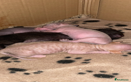 Sphynx cats for sale: Beautiful Sphynx cross orinetal kittens  - Advert 30