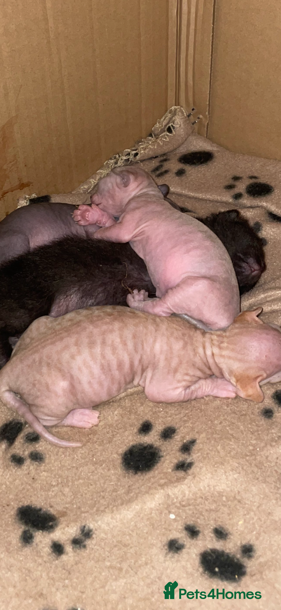 Sphynx cats for sale: Beautiful Sphynx cross orinetal kittens  - Advert 30