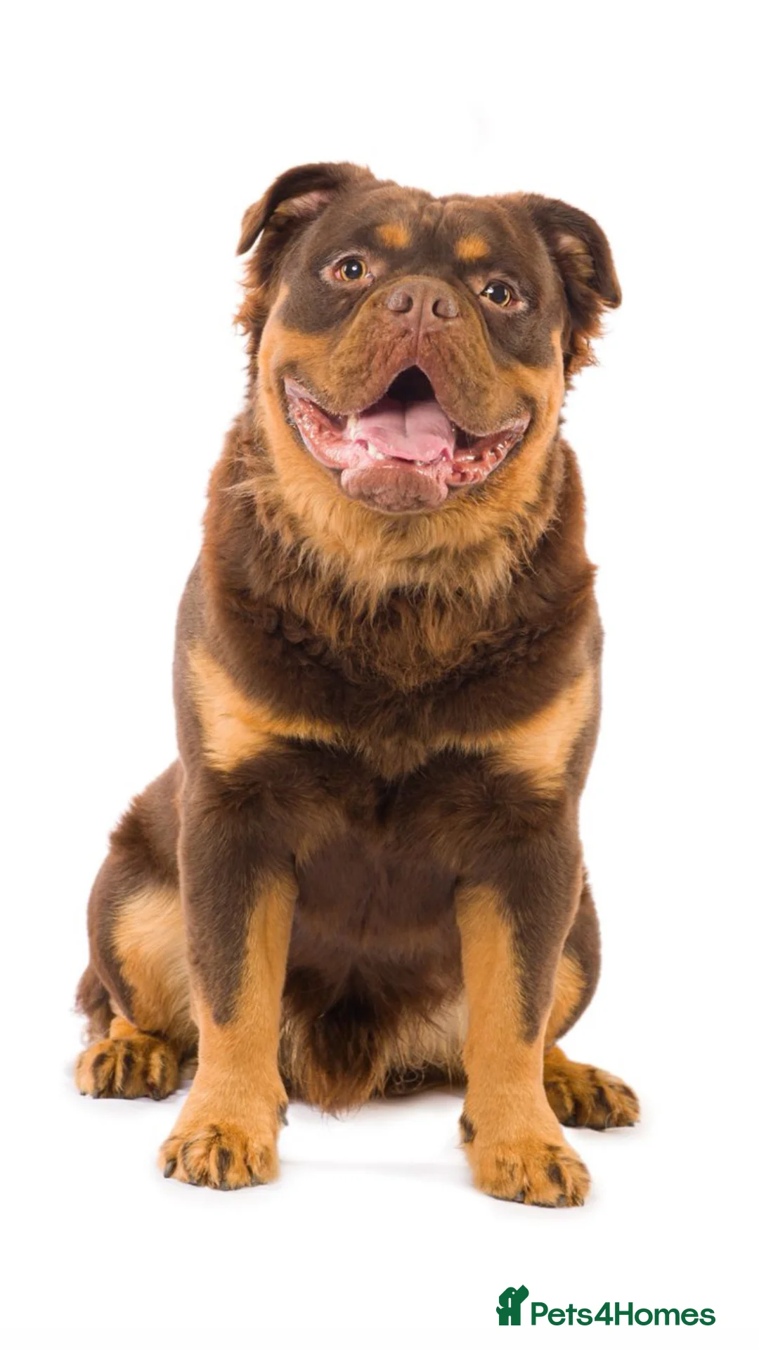 Olde English Bulldogge dogs for stud: MAMMUT OLDE ENGLISH BULLDOG STUD in Halifax - Advert 7