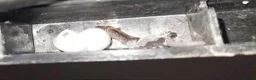 Gecko reptiles for sale: Mourning gecko hatchlings - Advert 22