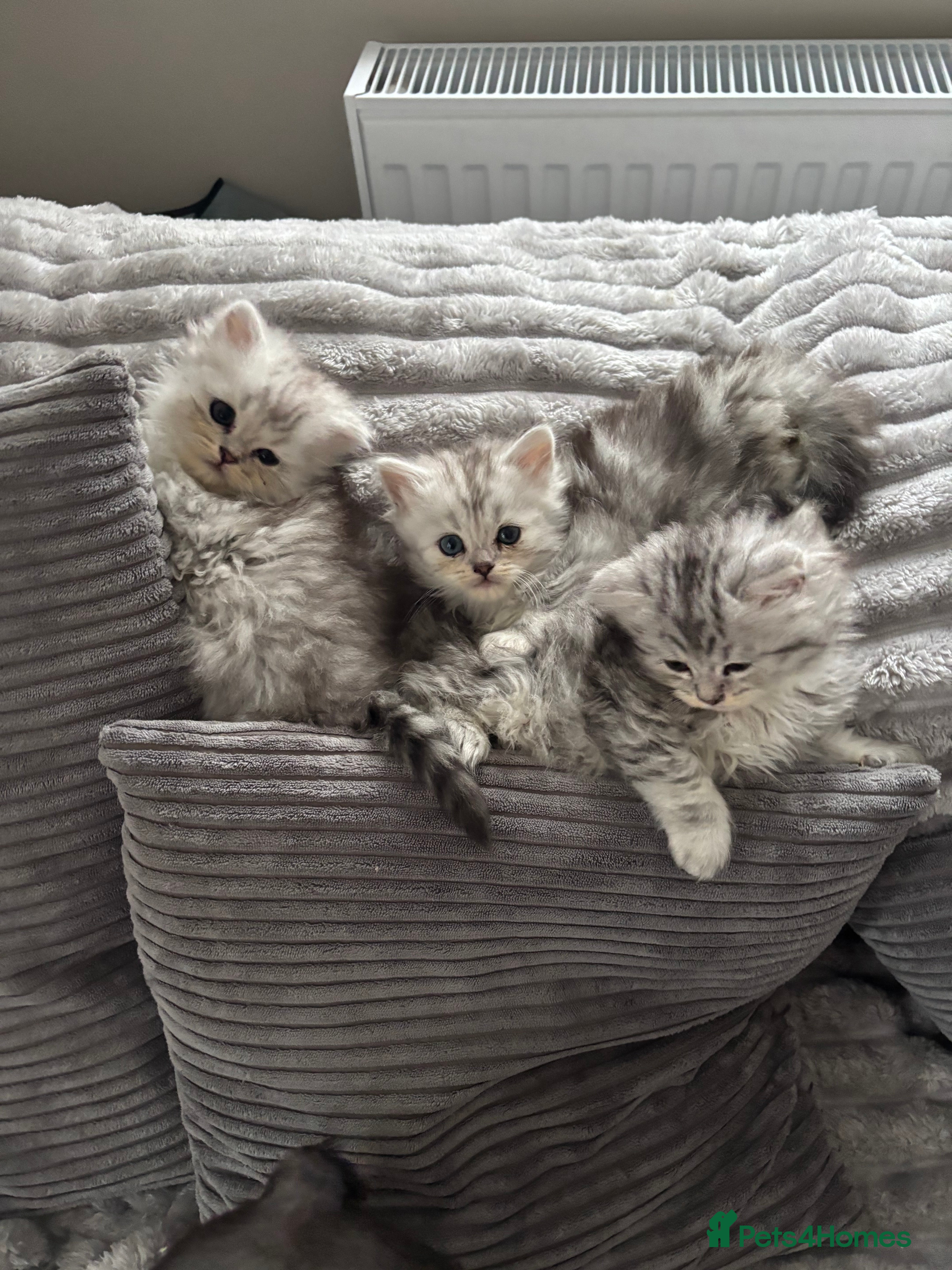 Maine Coon cats Mainecoon/persian kittens READY FROM 29/01/26 - Advert 18
