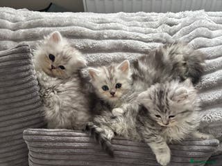 Maine Coon cats Mainecoon/persian kittens READY FROM 29/01/26 - Advert 18