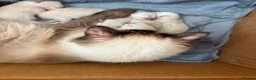 Ragdoll cats for sale: ⭐5 beautiful pure ragdolls ⭐ in Knighton - Advert 3