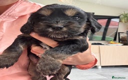 Cockapoo dogs for sale: Beautiful, Rare Cockapoo Puppies – Ready 17th Nov - Advert 10