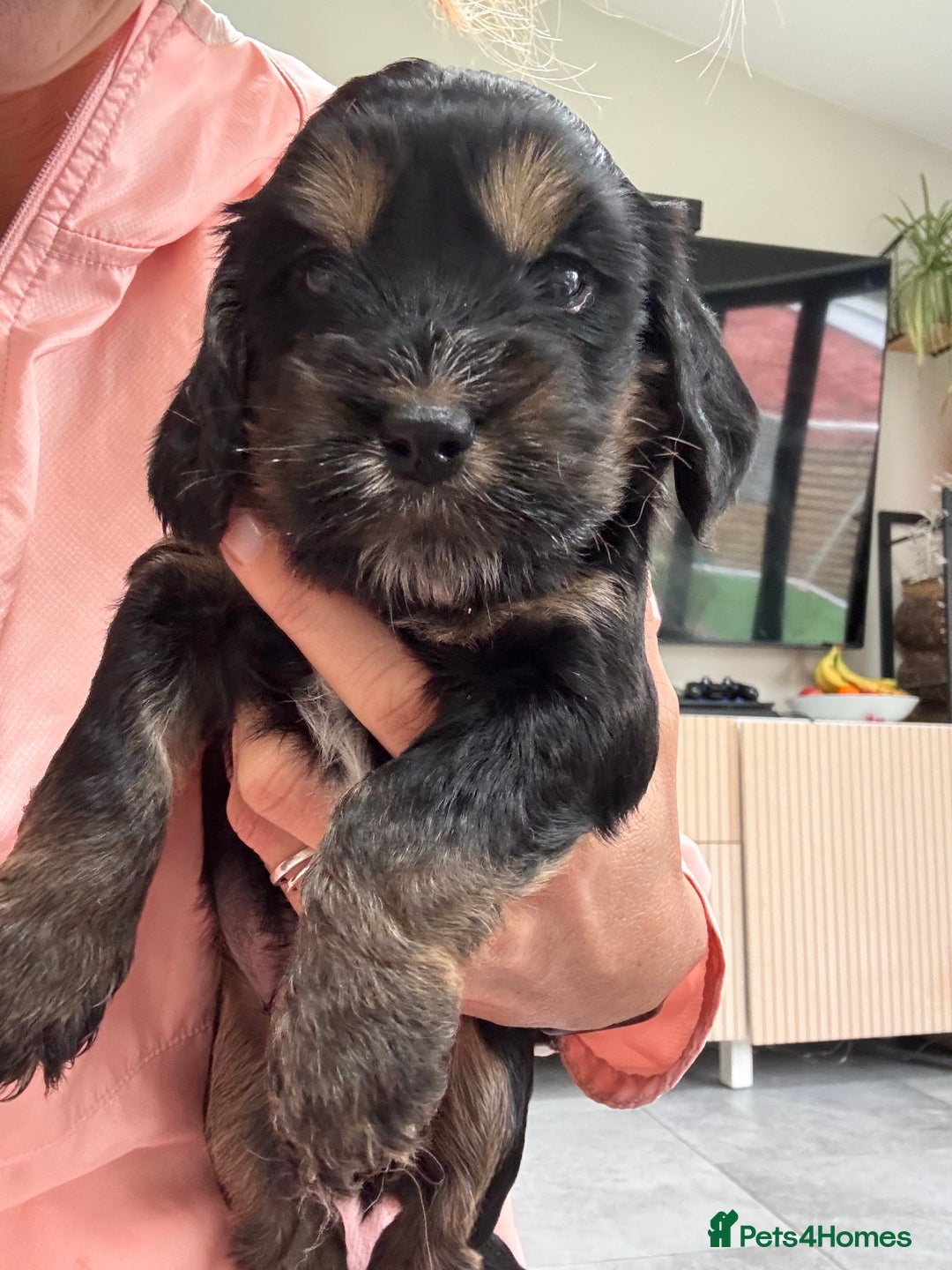Cockapoo dogs for sale: Beautiful, Rare Cockapoo Puppies – Ready 17th Nov - Advert 10