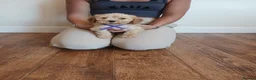 Cockapoo dogs for sale: Cockapoo puppies  - Advert 11