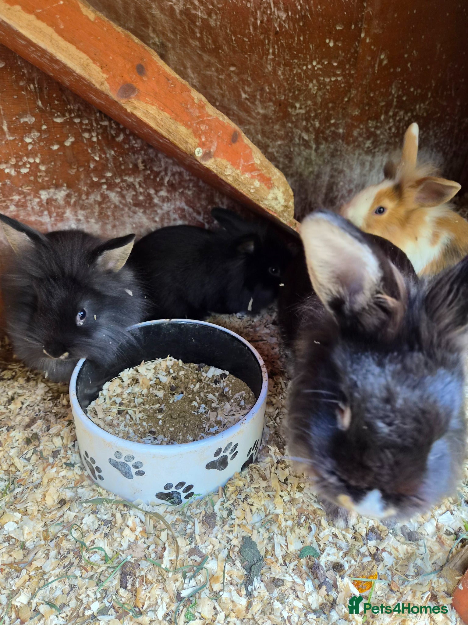 Lionhead rabbits for sale: 5 baby lion heads for sale £60 each  in Manchester - Advert 13
