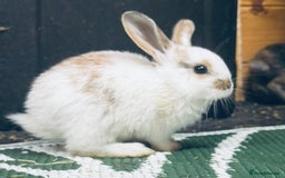 Mini Lop rabbits for sale: Mini Lops & H/LopxLion nearly7w Read description) - Image 17