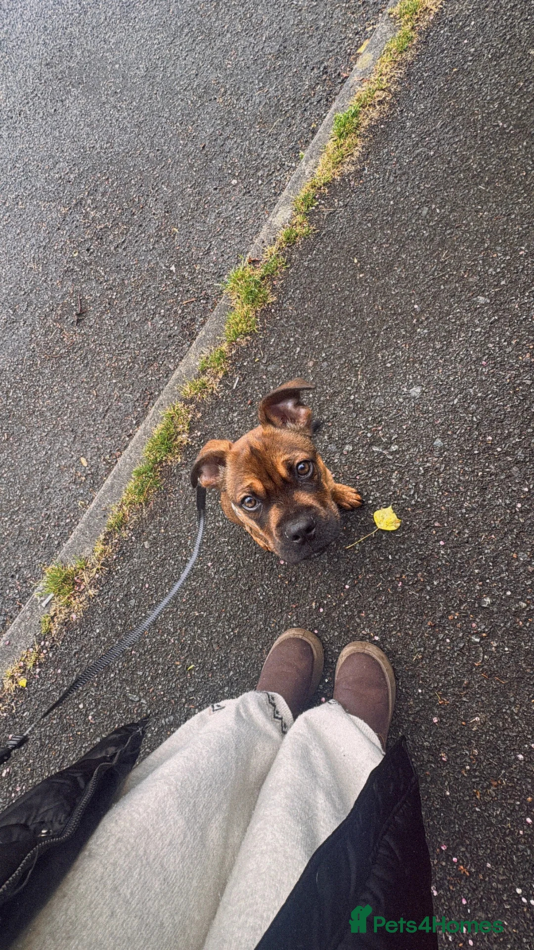 Mixed Breed dogs for sale:  boxer/staffy or Frenchie unsure his exact breed  - Advert 3