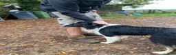 Border Collie dogs for sale: Border collie puppies  in Norwich - Advert 5