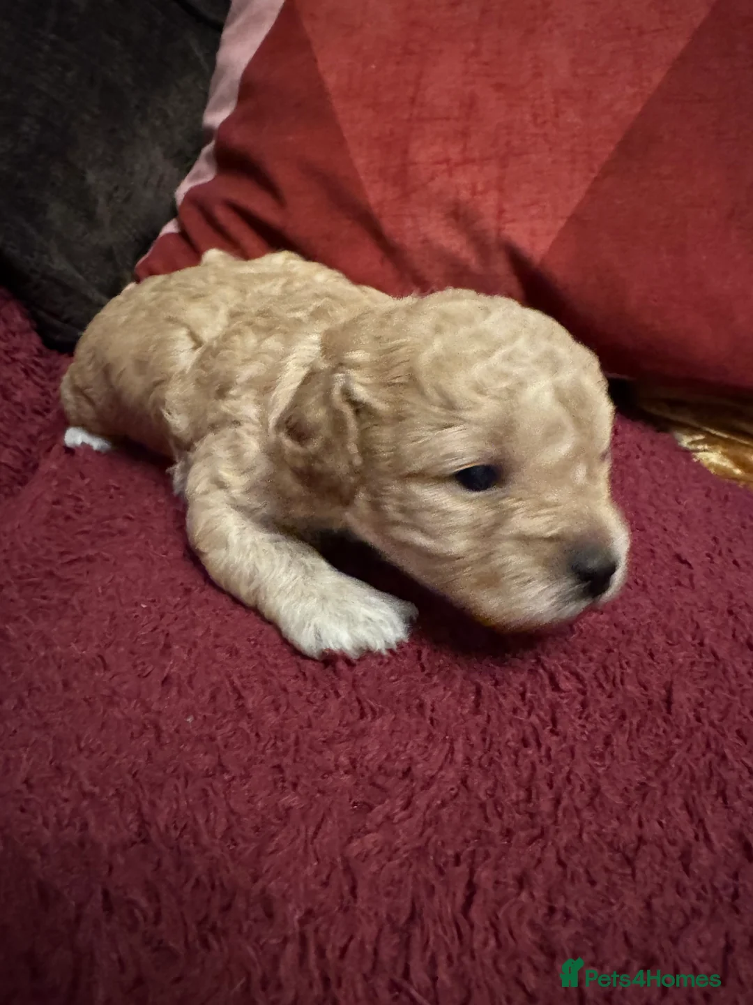 Shihpoo dogs for sale: Shihpoo puppies 3 boys - Advert 6