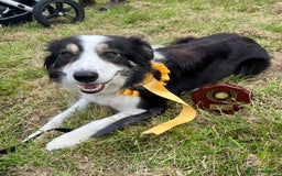 Border Collie dogs for sale: PEDIGREE ISDS & KC BORDER COLLIE PUPS - Image 40