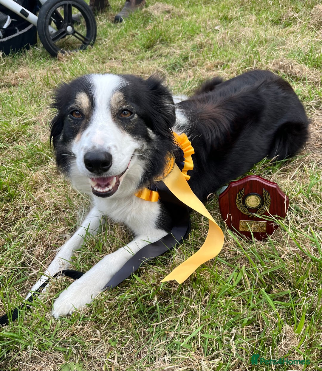 Border Collie dogs for sale: PEDIGREE ISDS & KC BORDER COLLIE PUPS - Image 40