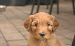 Mixed Breed dogs for sale: Gorgeous Ultimate Doodles! - Image 10