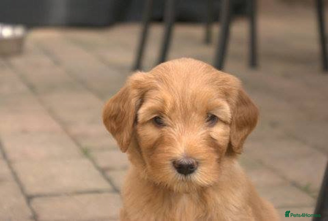 Mixed Breed dogs for sale: Gorgeous Ultimate Doodles! - Image 10