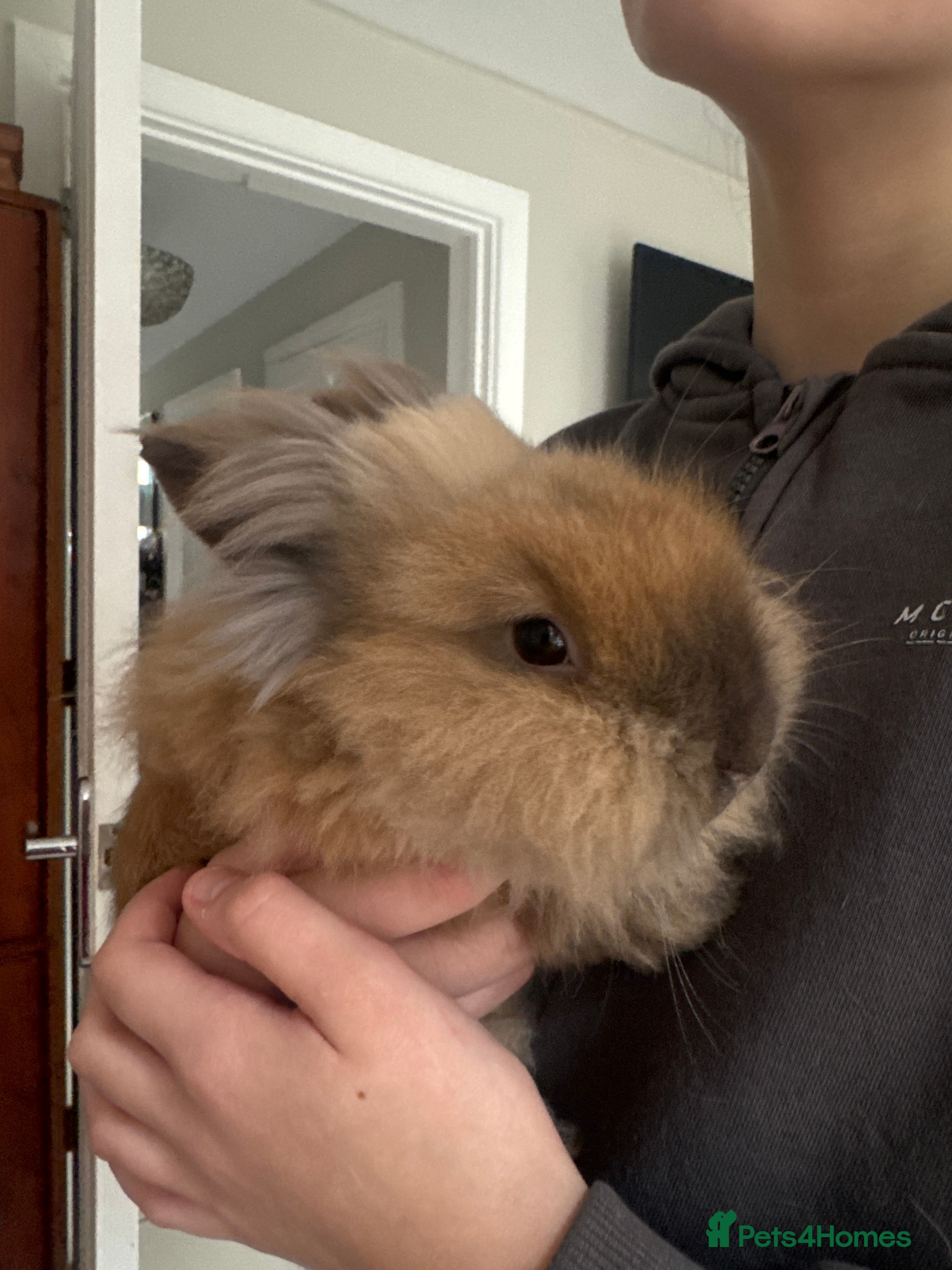 Lionhead rabbits Lion haired male rabbit  in Rugby - Advert 5