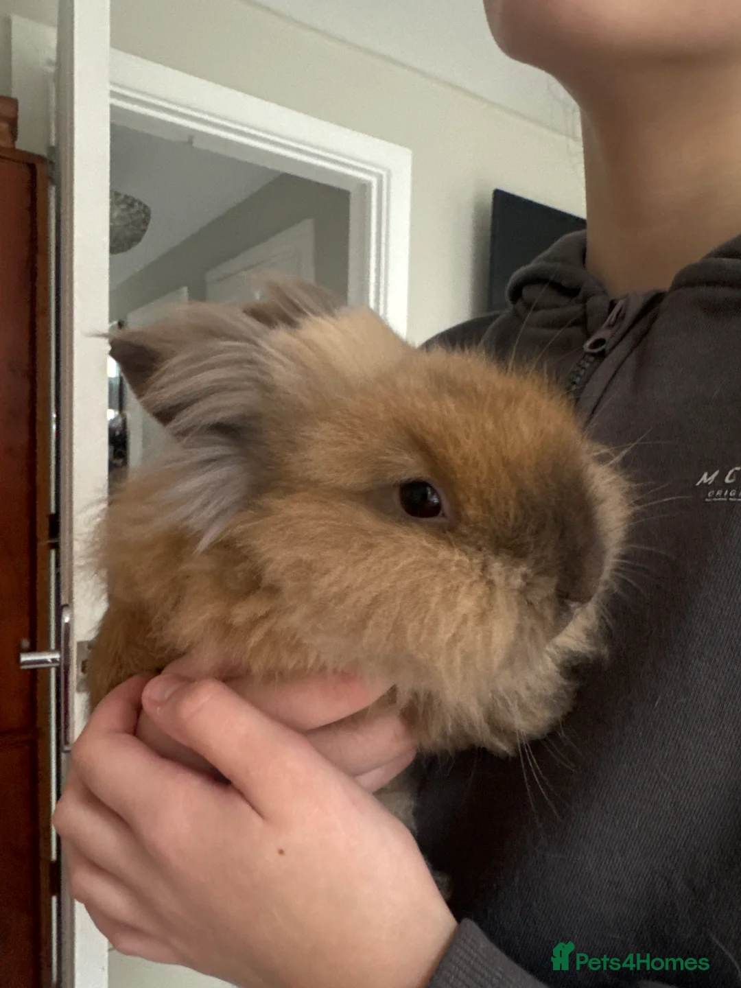 Lionhead rabbits for sale: Lion haired male rabbit  in Rugby - Advert 1