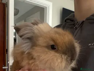 Lionhead rabbits Lion haired male rabbit in Rugby - Advert 5