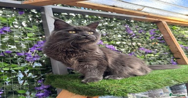 Maine Coon cats - Advert 15