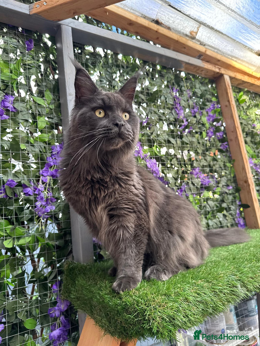 Maine Coon cats for sale: Giant Maine Coon! 20+ Generation Champion Heritage - Image 2