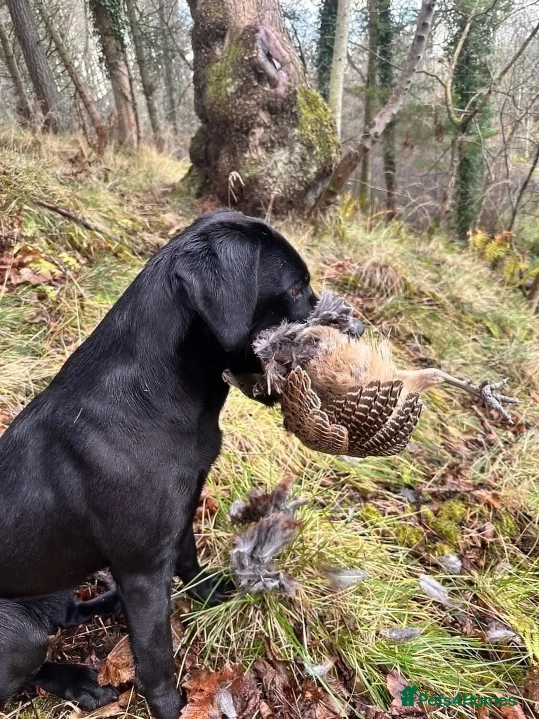 Labrador Retriever dogs for sale: Labrador puppies  in Banff - Advert 7