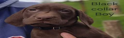 Mixed Breed dogs for sale: Pointador's (Lab x GSP) - Advert 19