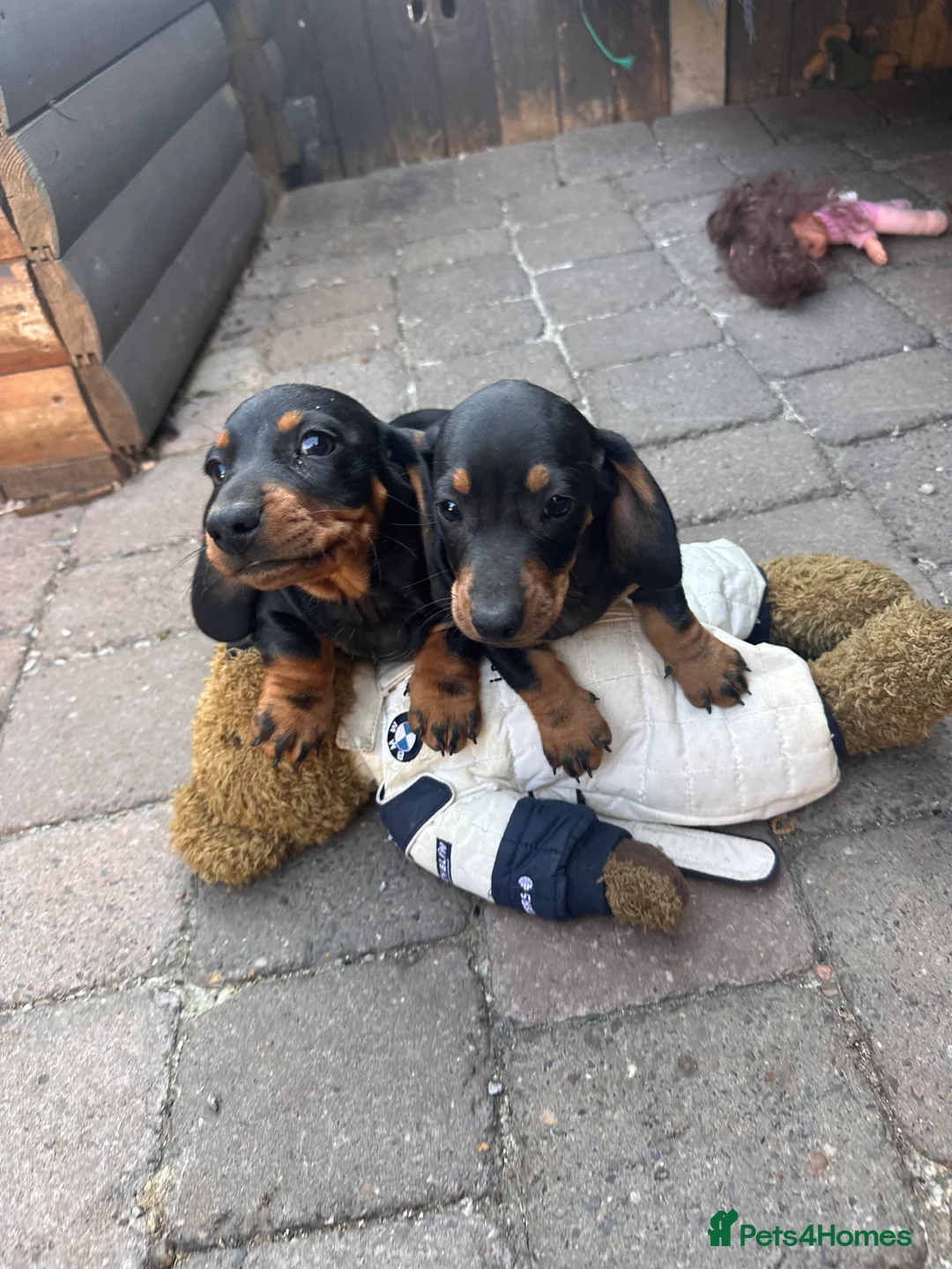 Dachshund dogs for sale: Dachshund  in Swadlincote - Advert 2