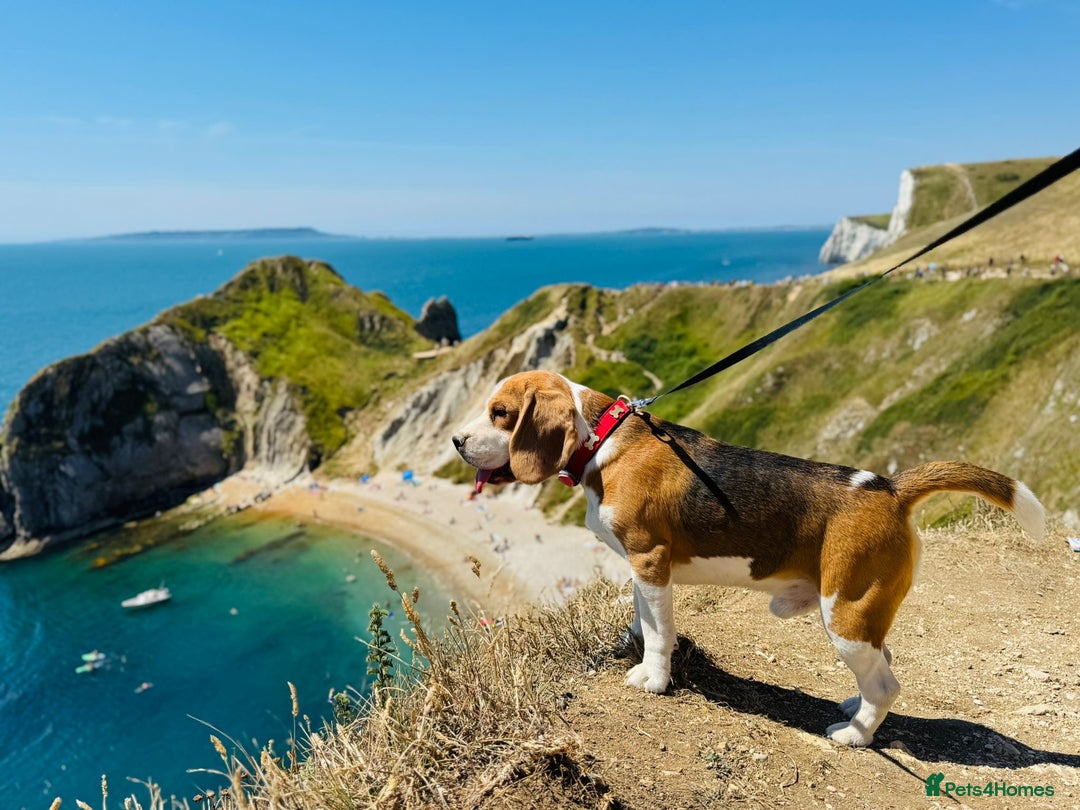 Beagle dogs for sale: Friendly  beautiful Beagle  - Advert 1