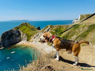 Beagle dogs Friendly beautiful Beagle - Advert 1