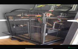 Parrots birds for sale: Indian ring neck parrot  - Image 7