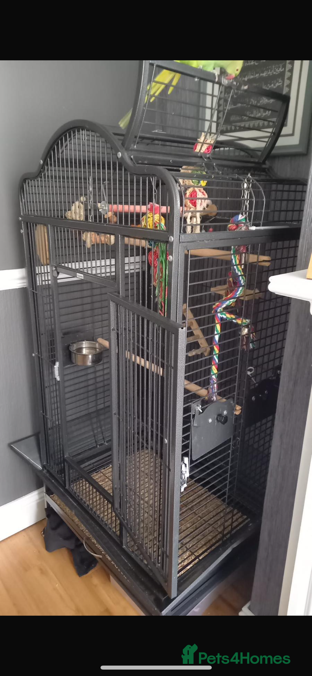 Parrots birds for sale: Indian ring neck parrot  - Image 7