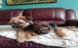 Border Terrier dogs for sale: Border Terrier girls available  - Image 4