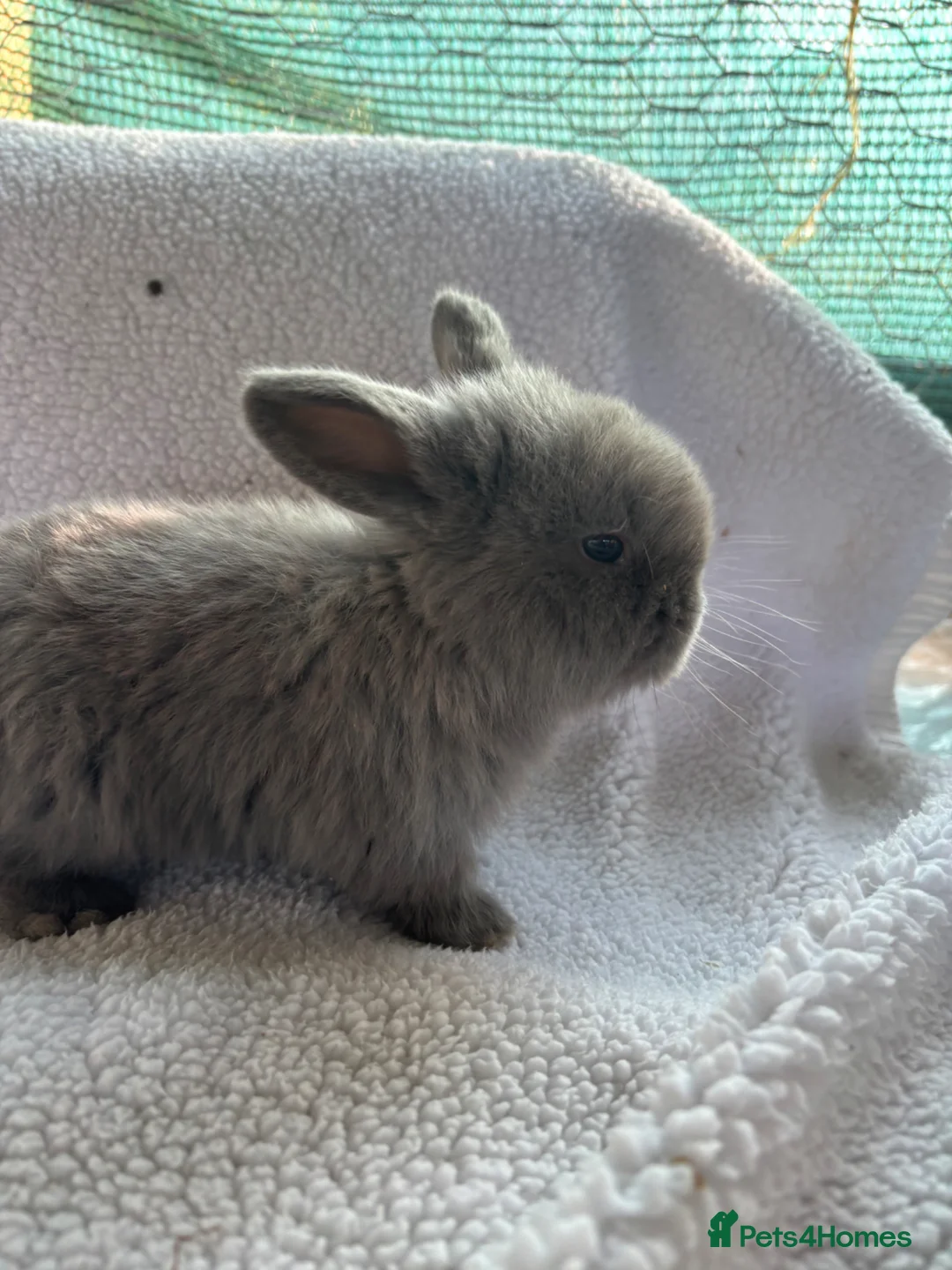 French Lop rabbits for sale: Beautiful French lops  - Advert 7