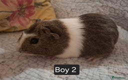 Guinea Pig rodents for sale: Lovely Male Baby Guinea-pigs Ready Now  - Image 3