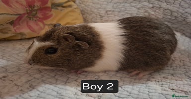 Guinea Pig rodents - Advert 2