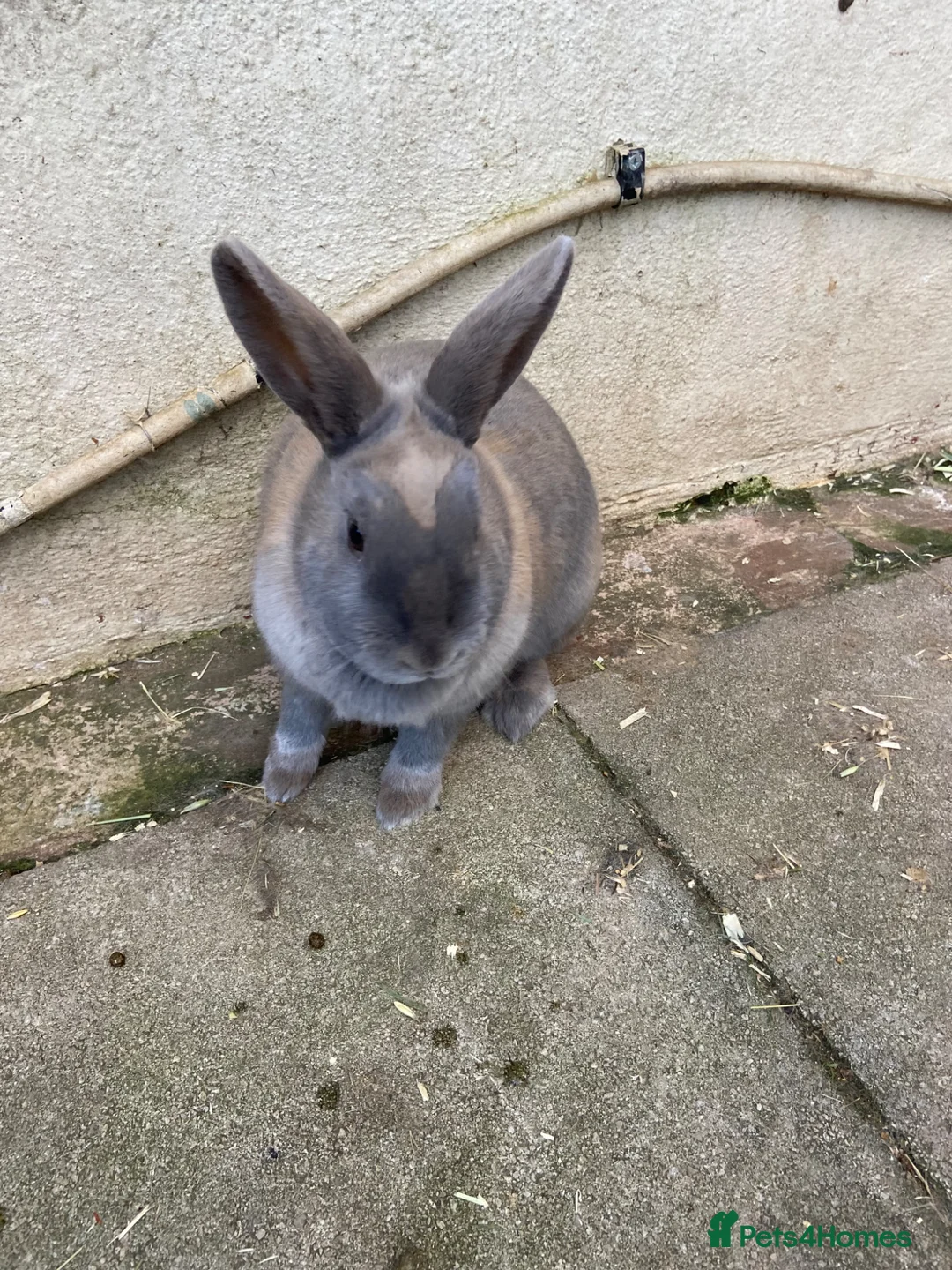Mixed Breed rabbits for sale: Rabbit in Deeside - Advert 2
