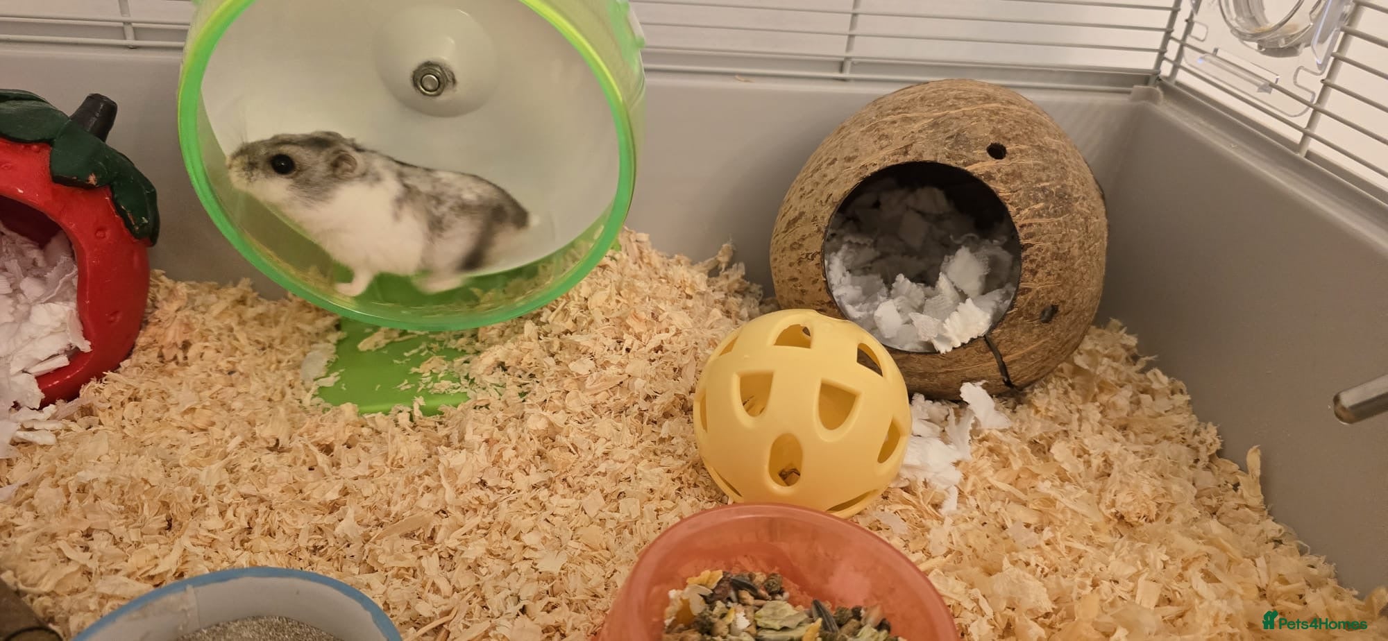 Hamster rodents 🐹 11 Month Old Male Hamster + Full Set Up 🐹 - Advert 1