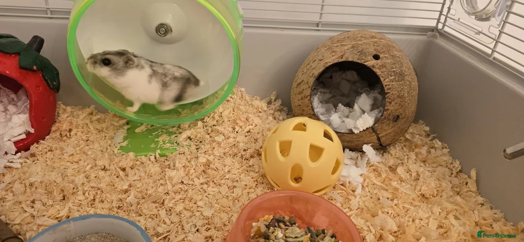Hamster rodents for sale: 🐹 11 Month Old Male Hamster + Full Set Up 🐹 - Advert 1