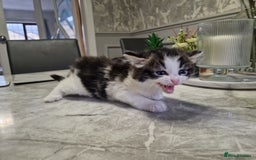 British Longhair cats for sale: Beautiful Fluffy kittens 3 Male 1 Female  - Image 14