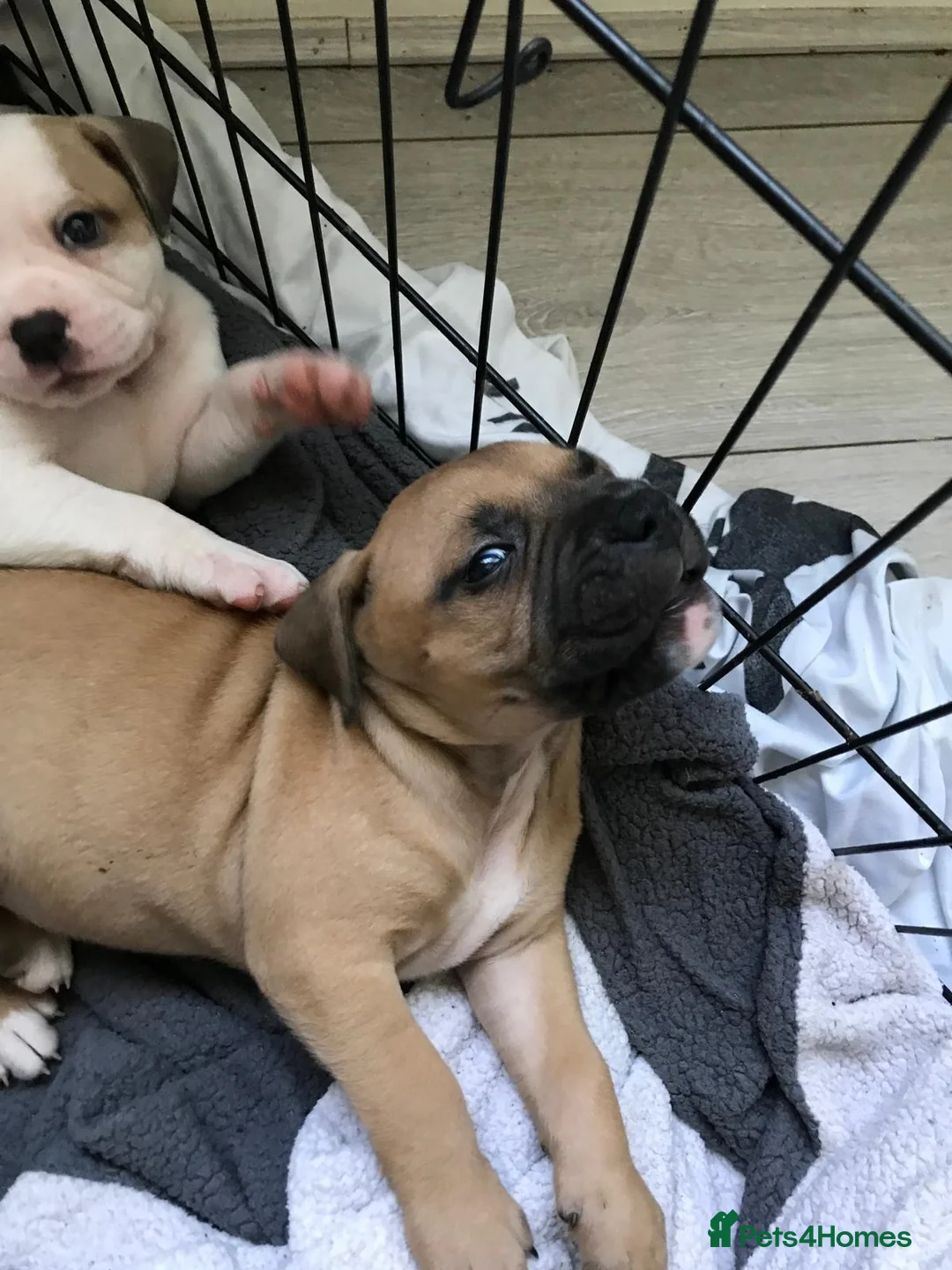 American Bulldog dogs for sale: American bulldog puppies cross in Rotherham - Advert 8
