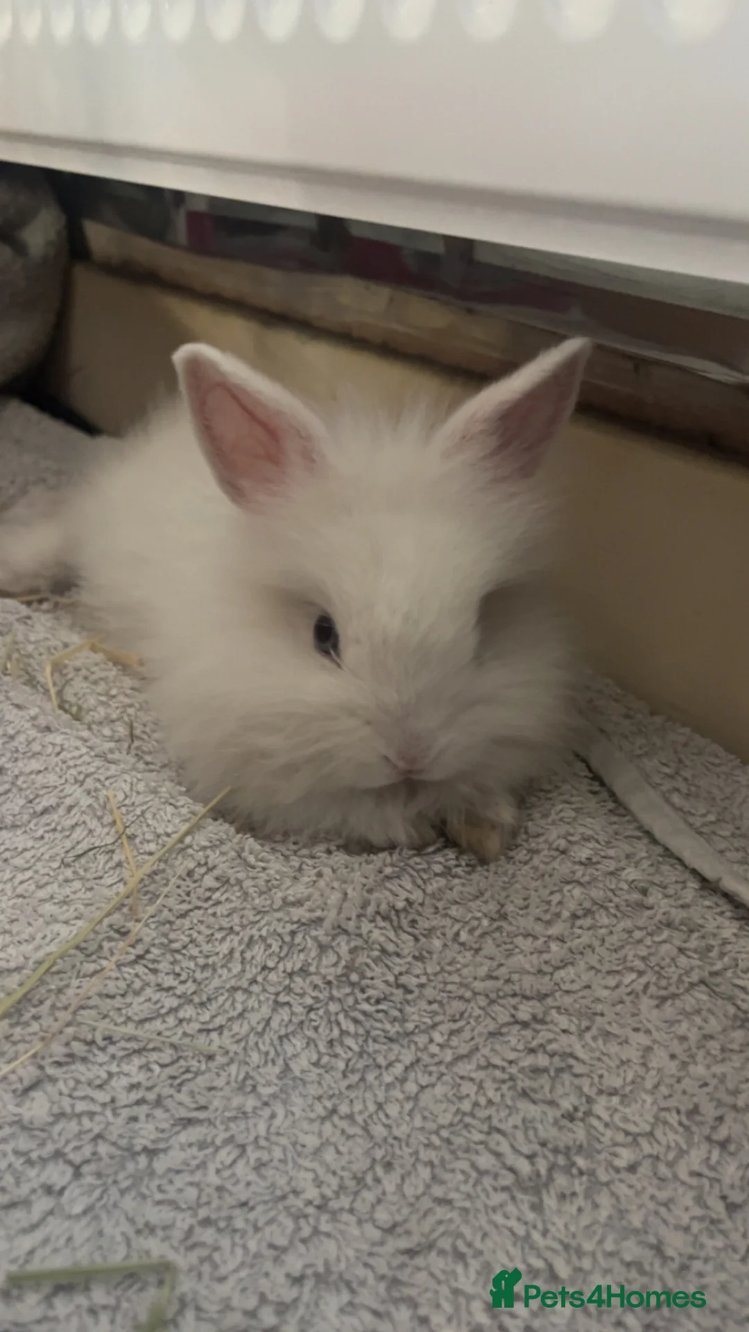 Mixed Breed rabbits for sale: female bunny in need of a home in Coventry - Advert 1